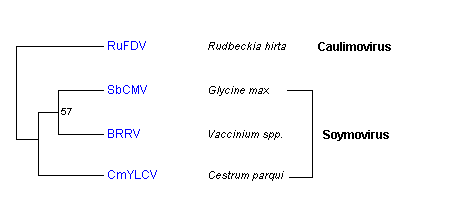 ORFC soymovirus.png