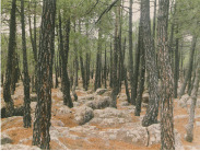 Pinus sp.gif