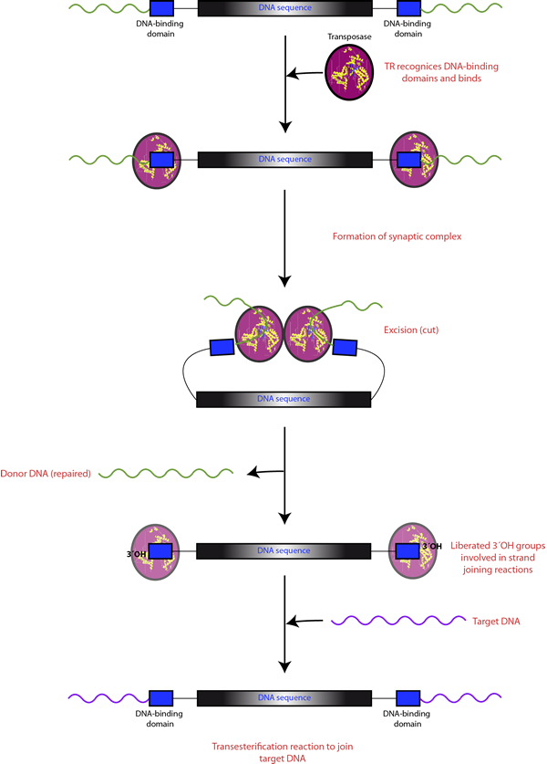 Trmechanism3.png