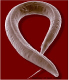 File:Caenorhabditis elegans.gif