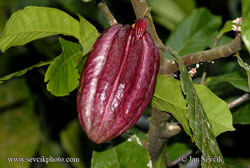 File:Theobroma cacao.jpg