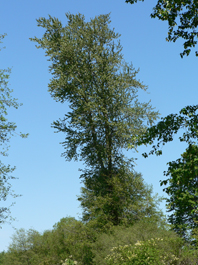 Populus trichocarpa.jpg