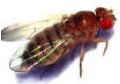 Drosophila sp.gif