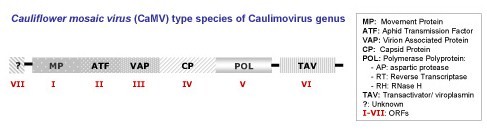 Caulimovirus.jpg