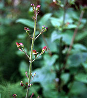 File:Scrophularia californica.jpg
