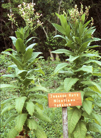 Nicotiana tabacum.jpg
