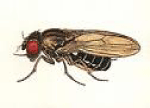 Drosophila virilis.gif
