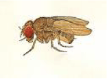 Drosophila ananassae.gif
