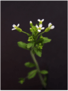 Arabidopsis thaliana.gif